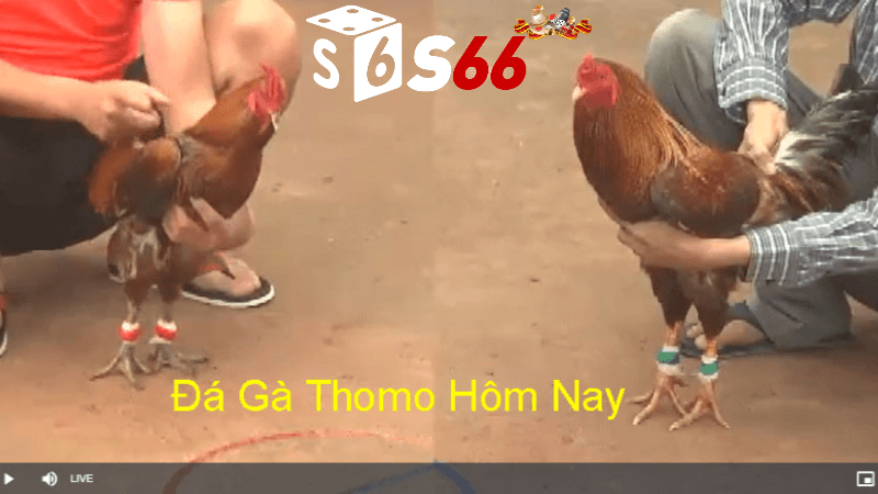 Cách Tham Gia Trực Tiếp Đá Gà Thomo Tại VB66