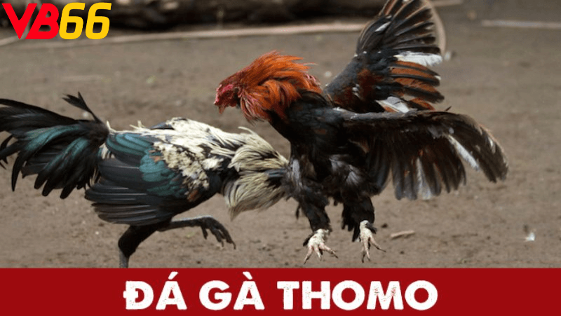 Đá gà thomo tại Vb66